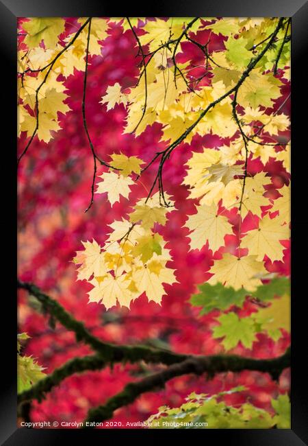 Autumn Colour Framed Print by Carolyn Eaton