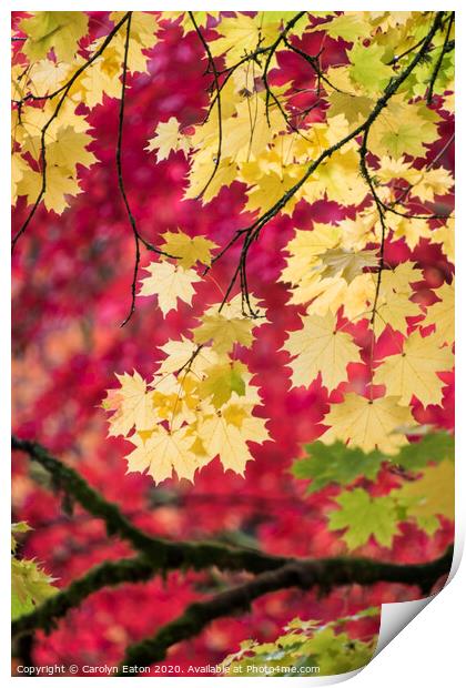Autumn Colour Print by Carolyn Eaton