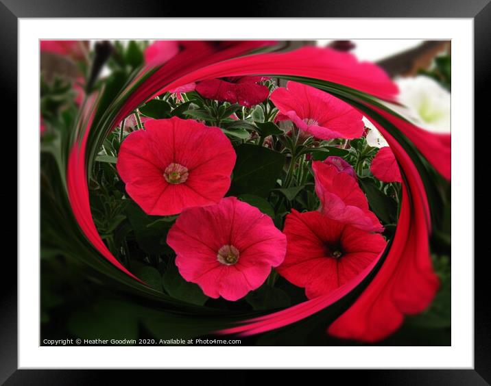 Petunia Framed Mounted Print by Heather Goodwin
