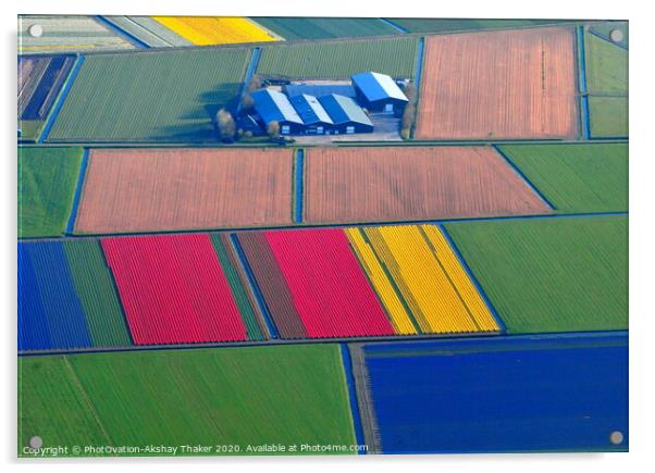 Aerial view of colorful Tulip fields in Holland. Acrylic by PhotOvation-Akshay Thaker