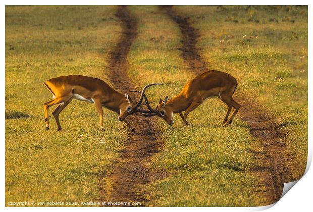 Locked horns Print by Jon Roberts