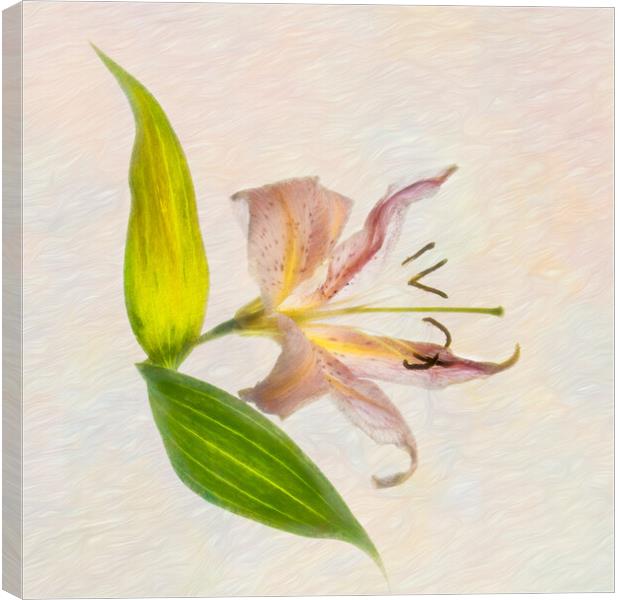 Lily Canvas Print by Eileen Wilkinson ARPS EFIAP