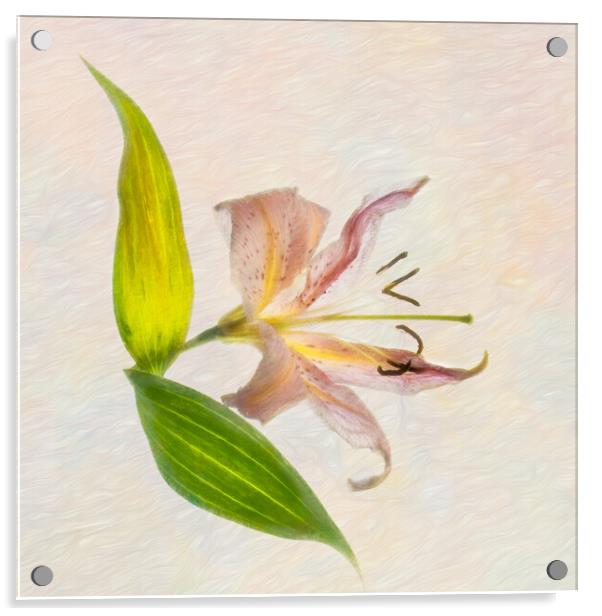 Lily Acrylic by Eileen Wilkinson ARPS EFIAP