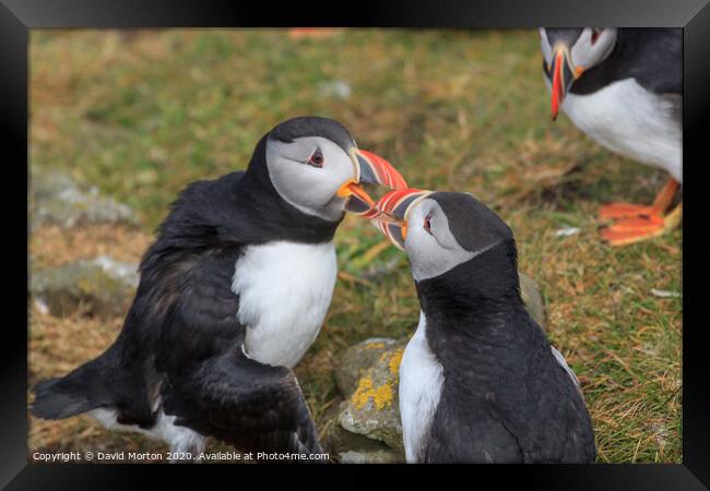 Puffins on the island of Lunga Framed Print by David Morton