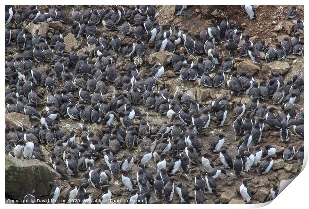 Cormorants en-mass on Lunga Print by David Morton