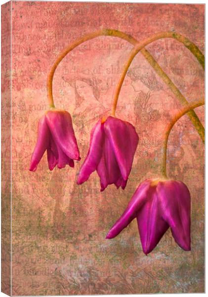Vintage Tulips Canvas Print by Eileen Wilkinson ARPS EFIAP