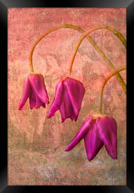 Vintage Tulips Framed Print by Eileen Wilkinson ARPS EFIAP