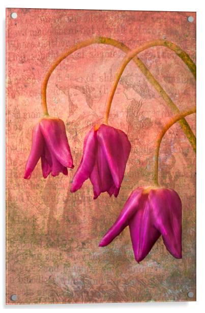 Vintage Tulips Acrylic by Eileen Wilkinson ARPS EFIAP