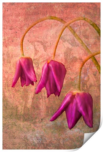 Vintage Tulips Print by Eileen Wilkinson ARPS EFIAP