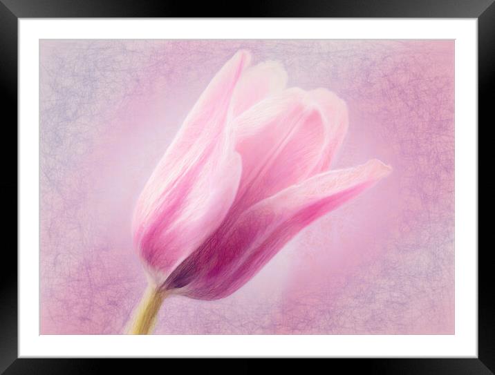 Pink Tulip Framed Mounted Print by Eileen Wilkinson ARPS EFIAP