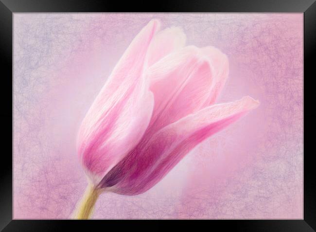Pink Tulip Framed Print by Eileen Wilkinson ARPS EFIAP