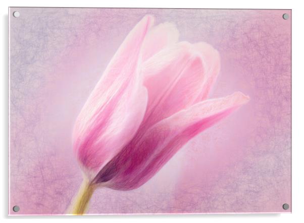 Pink Tulip Acrylic by Eileen Wilkinson ARPS EFIAP