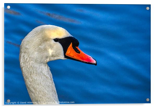 Graceful Swan  Acrylic by David Atkinson