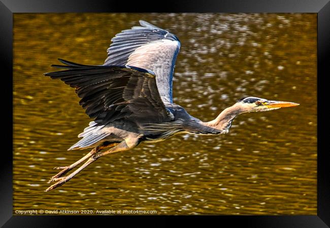 Heron take-off Framed Print by David Atkinson