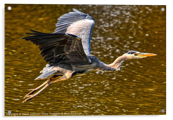 Heron take-off Acrylic by David Atkinson