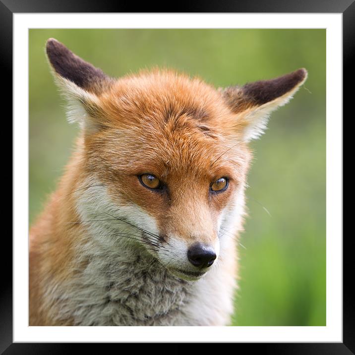 Bashful - Fox Framed Mounted Print by Simon Wrigglesworth
