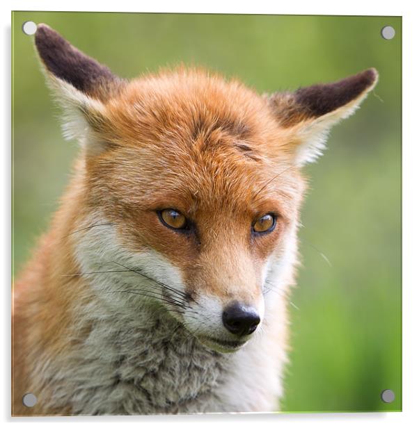 Bashful - Fox Acrylic by Simon Wrigglesworth