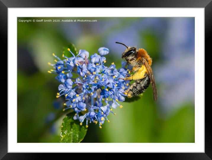Early Mining Bee Pollinating Framed Mounted Print by Geoff Smith