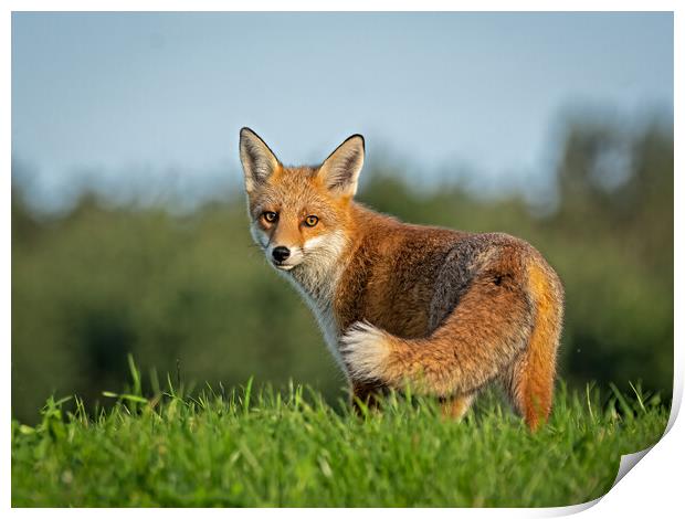 Red fox Print by Vicky Outen