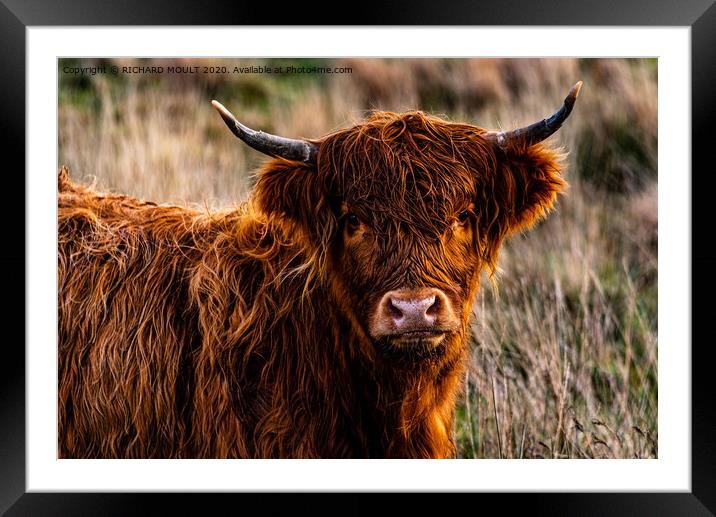 Gower Highland Cattle Portrait Framed Mounted Print by RICHARD MOULT