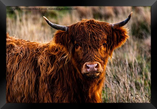 Gower Highland Cattle Portrait Framed Print by RICHARD MOULT