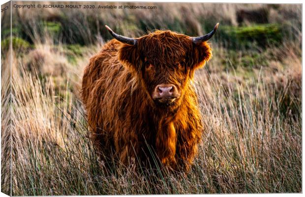 Gower Highland Cattle Canvas Print by RICHARD MOULT