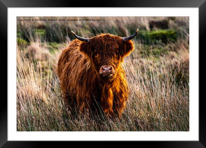 Gower Highland Cattle Framed Mounted Print by RICHARD MOULT