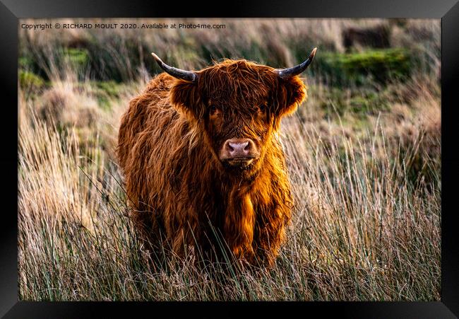Gower Highland Cattle Framed Print by RICHARD MOULT