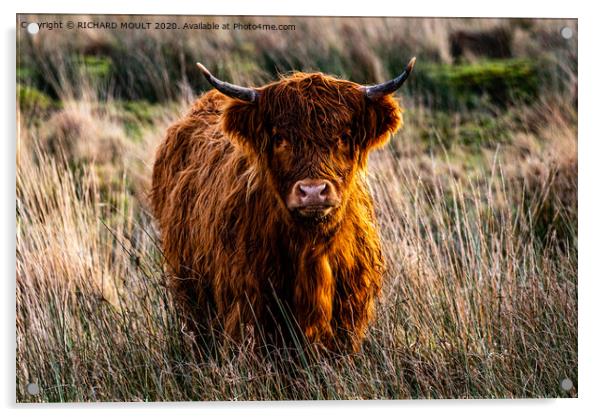 Gower Highland Cattle Acrylic by RICHARD MOULT