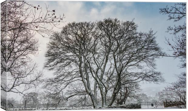 Winter Silhouettes Trio Canvas Print by Richard Laidler