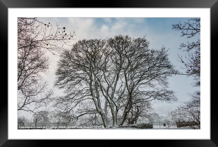 Winter Silhouettes Trio Framed Mounted Print by Richard Laidler