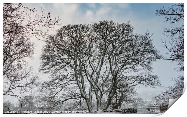 Winter Silhouettes Trio Print by Richard Laidler