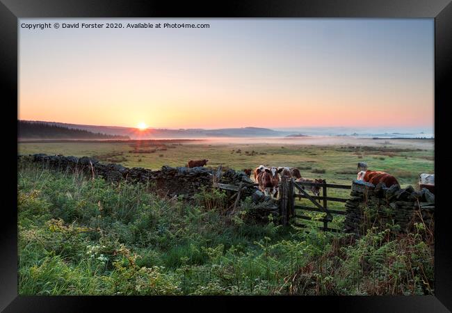 Cows at Sunrise Teesdale, County Durham, UK Framed Print by David Forster