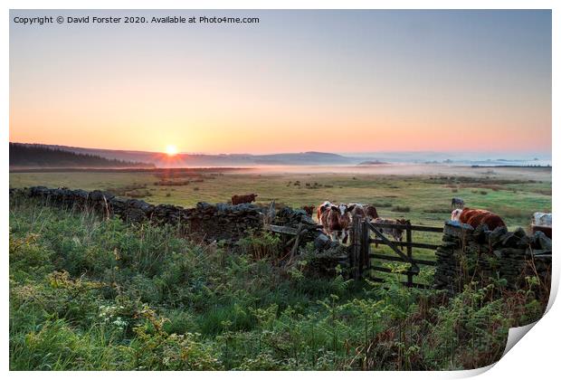 Cows at Sunrise Teesdale, County Durham, UK Print by David Forster