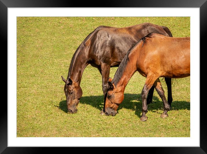 Detail of two brown horses grazing in a meadow Framed Mounted Print by Steve Heap