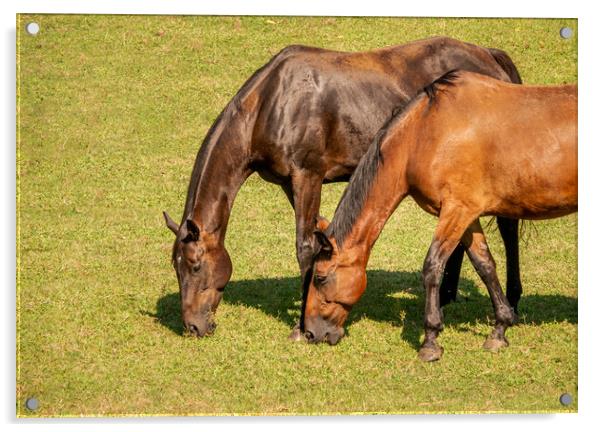 Detail of two brown horses grazing in a meadow Acrylic by Steve Heap