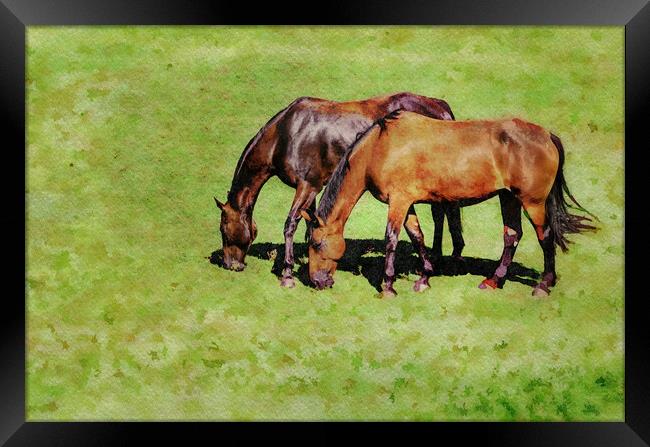 Digital water color of two brown horses Framed Print by Steve Heap
