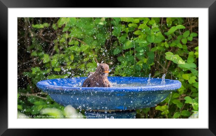 Splashing around in the Summer Framed Mounted Print by Adrian Rowley