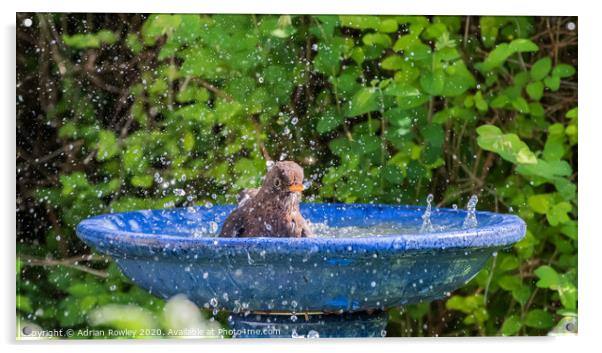 Splashing around in the Summer Acrylic by Adrian Rowley