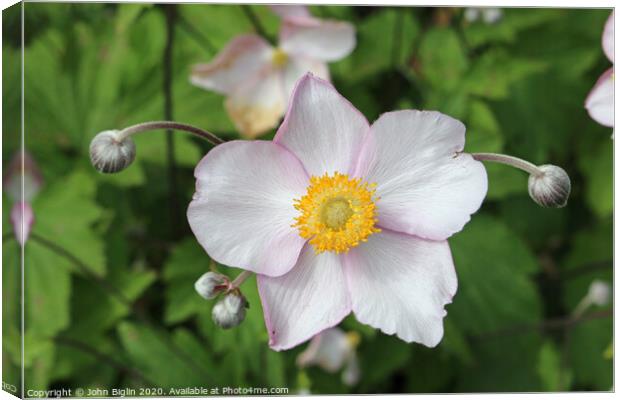 Japanese Anemone flowers and buds Canvas Print by John Biglin