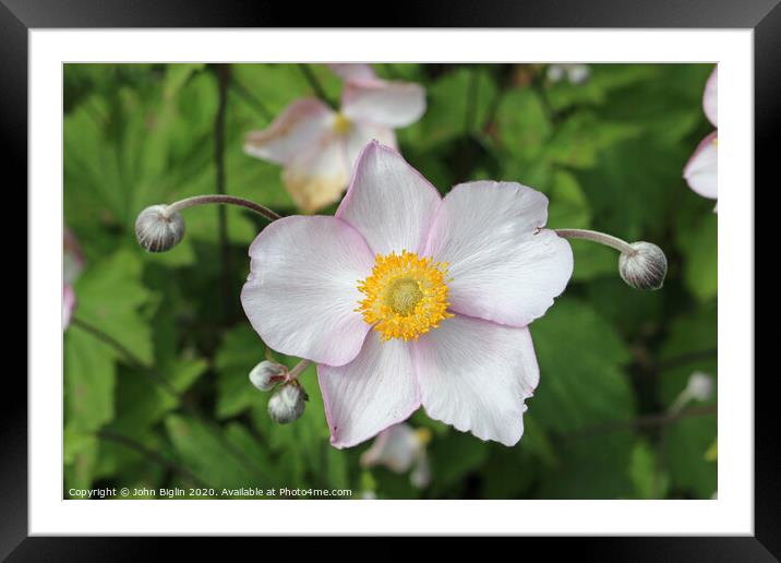 Japanese Anemone flowers and buds Framed Mounted Print by John Biglin