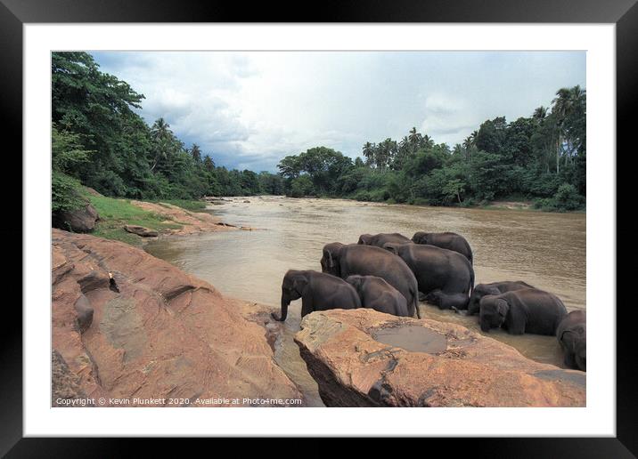 Sri Lankan Elephants  Framed Mounted Print by Kevin Plunkett