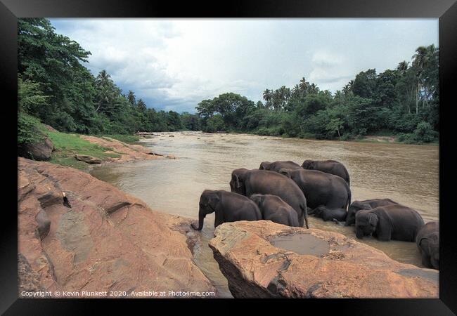 Sri Lankan Elephants  Framed Print by Kevin Plunkett