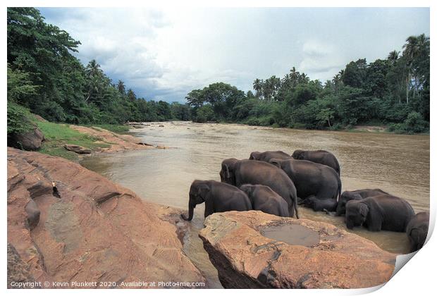 Sri Lankan Elephants  Print by Kevin Plunkett