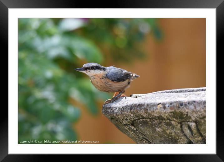 young nuthatch Framed Mounted Print by carl blake