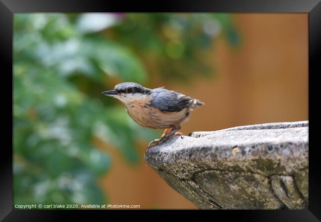young nuthatch Framed Print by carl blake