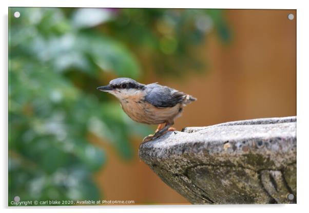 young nuthatch Acrylic by carl blake