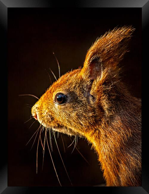 Red squirrel portrait in beautiful light Framed Print by Vicky Outen