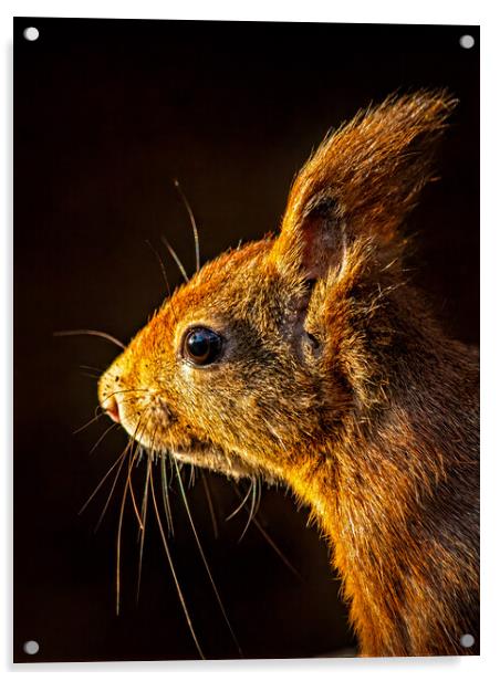 Red squirrel portrait in beautiful light Acrylic by Vicky Outen