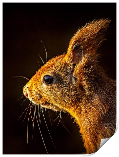 Red squirrel portrait in beautiful light Print by Vicky Outen